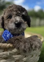 Lobo - AKC mini poodle, a male Poodle - Miniature  for sale in Middleburg, FL – 4 of 10