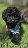 Onyx - AKC mini poodle, a male Poodle - Miniature  for sale in Middleburg, FL – 3 of 10