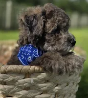 Lobo - AKC mini poodle, a male Poodle - Miniature  for sale in Middleburg, FL – 8 of 10