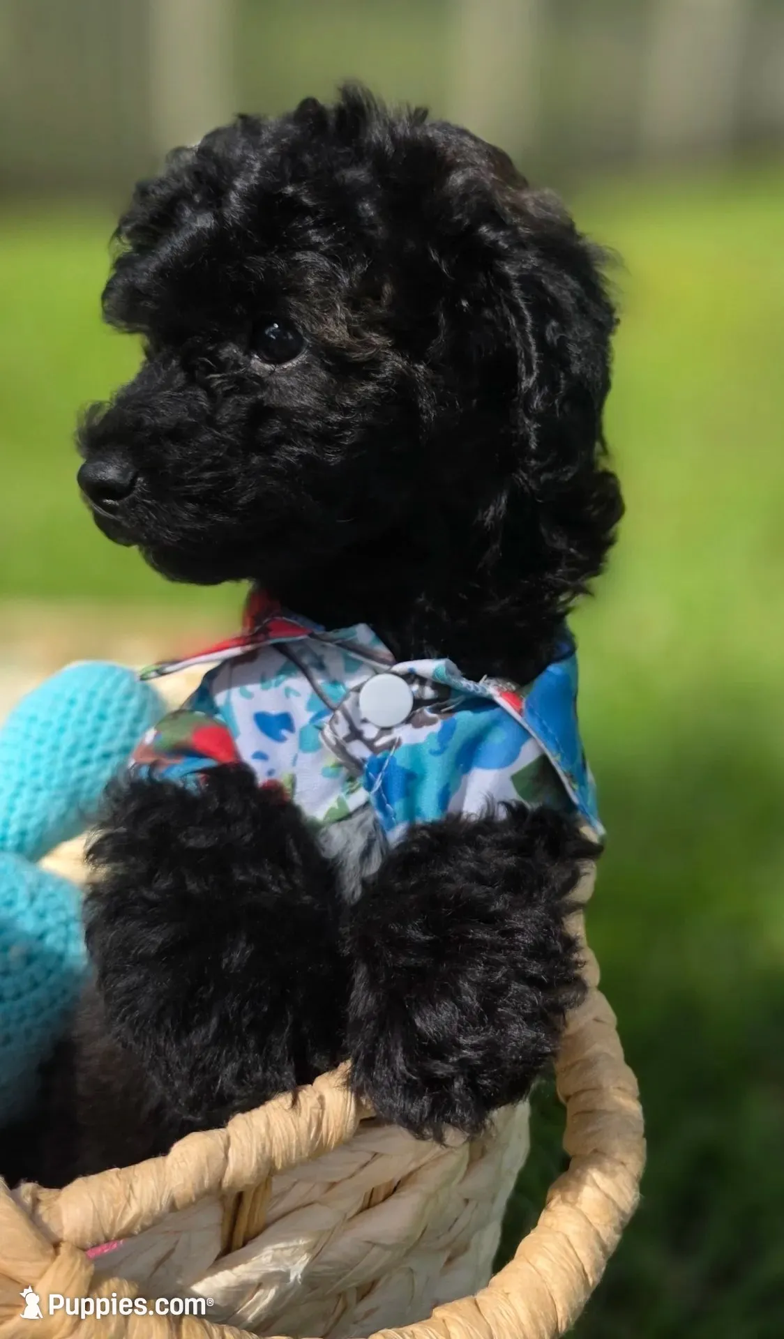 Onyx - AKC mini poodle, a male Poodle - Miniature  for sale in Middleburg, FL – 6 of 10