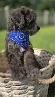 Lobo - AKC mini poodle, a male Poodle - Miniature  for sale in Middleburg, FL – 10 of 10