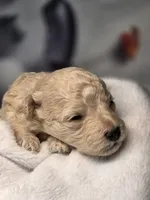 Aspen - AKC mini poodle, a male Poodle - Miniature  for sale in Middleburg, FL – 4 of 5