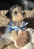 Blue- AKC mini poodle, a male Poodle - Miniature  for sale in Middleburg, FL – 9 of 10