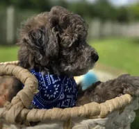 Lobo - AKC mini poodle, a male Poodle - Miniature  for sale in Middleburg, FL – 5 of 10