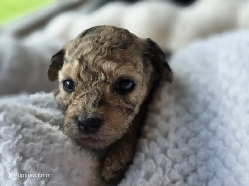 Runa - AKC mini poodle – Poodle - Miniature  puppy for sale in Middleburg, FL