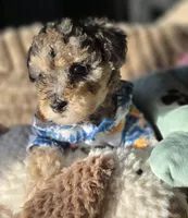Blue- AKC mini poodle, a male Poodle - Miniature  for sale in Middleburg, FL – 6 of 10