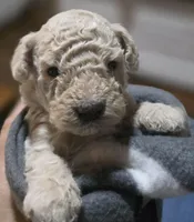 Pixie AKC, a female Poodle - Miniature  for sale in Middleburg, FL – Photo 4 of 10