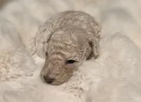 Pixie AKC, a female Poodle - Miniature  for sale in Middleburg, FL – Photo 9 of 10