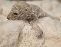 Pixie AKC, a female Poodle - Miniature  for sale in Middleburg, FL – Photo 7 of 10