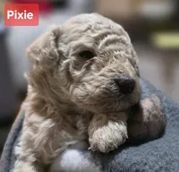 Pixie AKC, a female Poodle - Miniature  for sale in Middleburg, FL – Photo 2 of 10