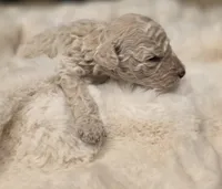 Pixie AKC, a female Poodle - Miniature  for sale in Middleburg, FL – Photo 10 of 10