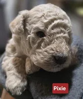 Pixie AKC, a female Poodle - Miniature  for sale in Middleburg, FL – Photo 1 of 10