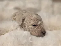 Pixie AKC, a female Poodle - Miniature  for sale in Middleburg, FL – Photo 6 of 10