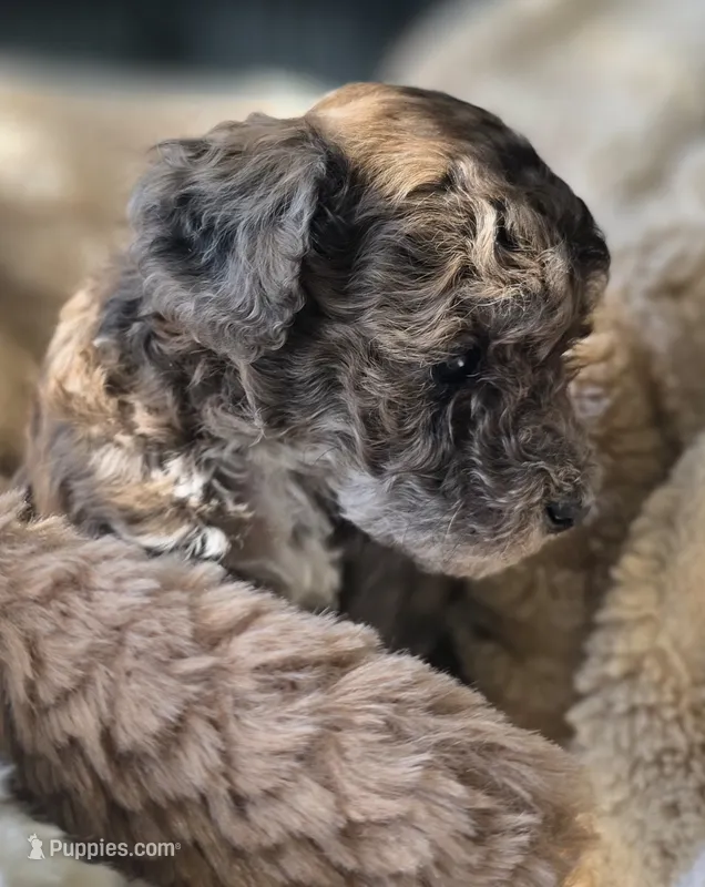 Lobo - AKC mini poodle – Poodle - Miniature  puppy for sale in Middleburg, FL