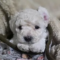 Aspen AKC, a male Poodle - Miniature  for sale in Middleburg, FL – Photo 3 of 10