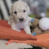 Aspen AKC, a male Poodle - Miniature  for sale in Middleburg, FL – Photo 9 of 10