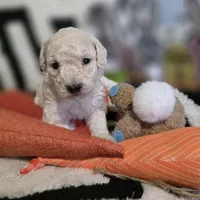 Aspen AKC, a male Poodle - Miniature  for sale in Middleburg, FL – Photo 8 of 10