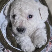 Aspen AKC, a male Poodle - Miniature  for sale in Middleburg, FL – Photo 2 of 10