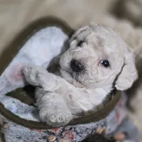 Aspen AKC, a male Poodle - Miniature  for sale in Middleburg, FL – Photo 4 of 10