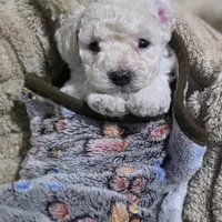 Aspen AKC, a male Poodle - Miniature  for sale in Middleburg, FL – Photo 5 of 10