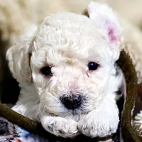 Aspen AKC, a male Poodle - Miniature  for sale in Middleburg, FL – Photo 1 of 10