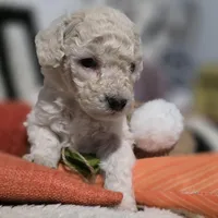 Aspen AKC, a male Poodle - Miniature  for sale in Middleburg, FL – Photo 7 of 10