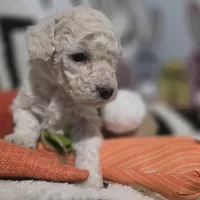 Aspen AKC, a male Poodle - Miniature  for sale in Middleburg, FL – Photo 10 of 10