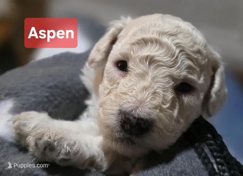 Aspen AKC