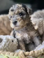 Blue- AKC mini poodle, a male Poodle - Miniature  for sale in Middleburg, FL – 3 of 10