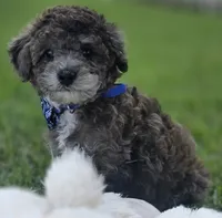 Lobo - AKC mini poodle, a male Poodle - Miniature  for sale in Middleburg, FL – 2 of 10
