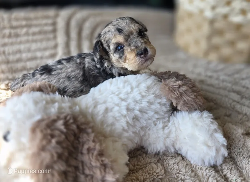 Blue- AKC mini poodle – Poodle - Miniature  puppy for sale in Middleburg, FL