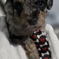 Odin AKC, a male Poodle - Miniature  for sale in Middleburg, FL – Photo 10 of 10