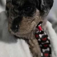 Odin AKC, a male Poodle - Miniature  for sale in Middleburg, FL – Photo 6 of 10