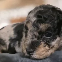 Odin AKC, a male Poodle - Miniature  for sale in Middleburg, FL – Photo 3 of 10