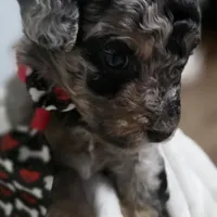 Odin AKC, a male Poodle - Miniature  for sale in Middleburg, FL – Photo 8 of 10