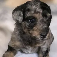 Odin AKC, a male Poodle - Miniature  for sale in Middleburg, FL – Photo 2 of 10