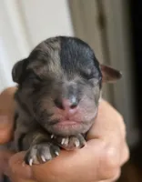 processed/0e00fa76-fad5-4952-b635-574e5fe3d706/listing/f1283fe7-e54f-4da4-ad1d-cff939418cb7/8c2a35ea-d284-4633-b377-cb83bda9126d