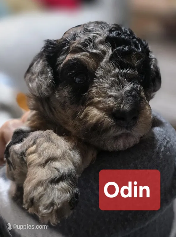 Odin AKC