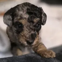 Odin AKC, a male Poodle - Miniature  for sale in Middleburg, FL – Photo 5 of 10