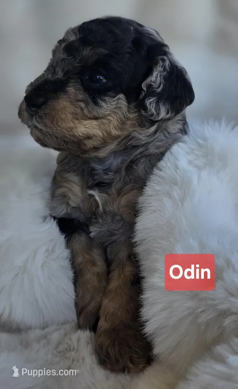 Odin AKC
