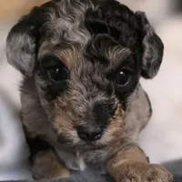 Odin AKC, a male Poodle - Miniature  for sale in Middleburg, FL – Photo 1 of 10