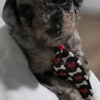 Odin AKC, a male Poodle - Miniature  for sale in Middleburg, FL – Photo 9 of 10