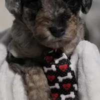 Odin AKC, a male Poodle - Miniature  for sale in Middleburg, FL – Photo 7 of 10