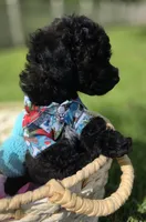 Onyx - AKC mini poodle, a male Poodle - Miniature  for sale in Middleburg, FL – 8 of 10