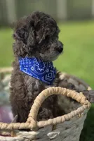 Lobo - AKC mini poodle, a male Poodle - Miniature  for sale in Middleburg, FL – 6 of 10