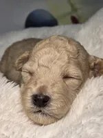 Aspen - AKC mini poodle, a male Poodle - Miniature  for sale in Middleburg, FL – 2 of 5