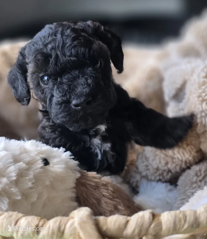 Onyx - AKC mini poodle – Poodle - Miniature  puppy for sale in Middleburg, FL