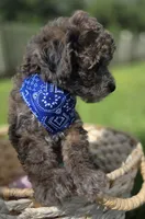 Lobo - AKC mini poodle, a male Poodle - Miniature  for sale in Middleburg, FL – 9 of 10