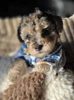 Blue- AKC mini poodle, a male Poodle - Miniature  for sale in Middleburg, FL – 5 of 10