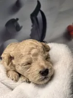 Aspen - AKC mini poodle, a male Poodle - Miniature  for sale in Middleburg, FL – 3 of 5